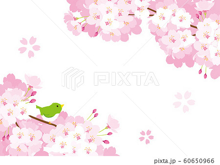 桜とうぐいす 背景イラストのイラスト素材