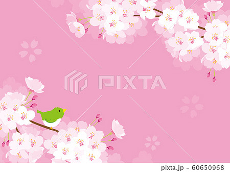 桜 背景イラストのイラスト素材