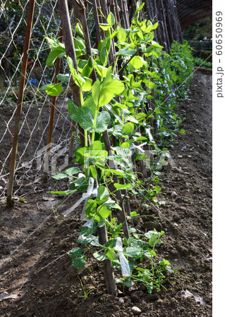 生育途中のエンドウ 60650969