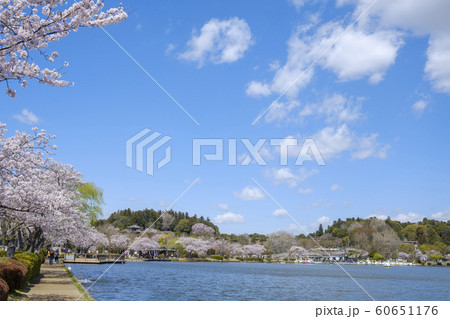 水戸市千波湖のサクラと偕楽園と好文亭 水戸市千波湖のサクラと偕楽園と好文亭 60651176
