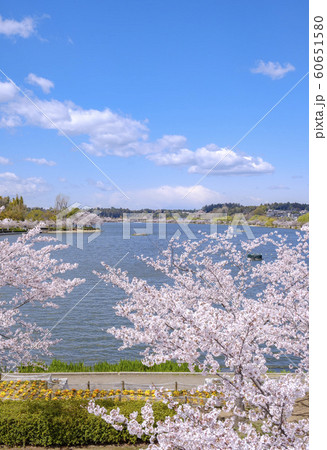水戸市千波湖畔のサクラ 60651580