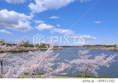 水戸市千波湖畔のサクラ 60651582