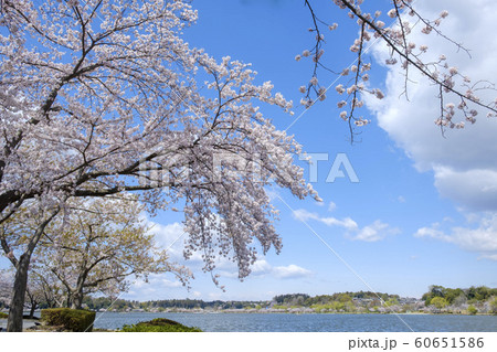 水戸市千波湖畔のサクラ 60651586