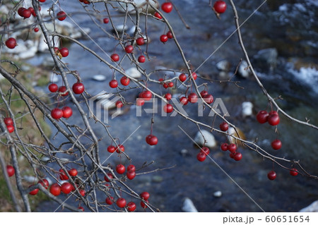 冬の赤い実の写真素材