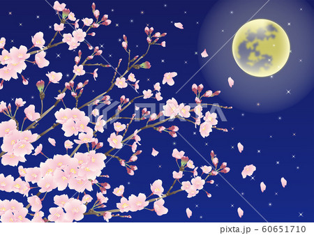 月 桜 夜桜のイラスト素材 [60651710] - PIXTA