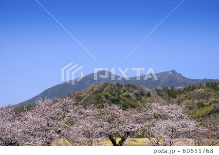 つくば市の桜と筑波山 60651768