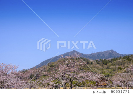 つくば市の桜と筑波山 つくば市の桜と筑波山 60651771