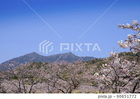 つくば市の桜と筑波山 60651772