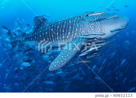 威風堂々！ 60652113