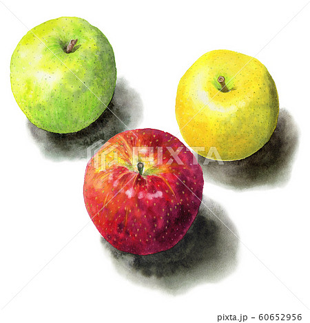 水彩で描いた3色のりんご 60652956