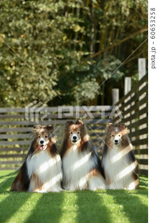 シェルティ シェルティ 60653258