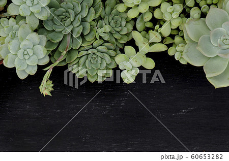 Mix of Green Echeveria Succulent Plant Top Border Frame Black Board Background 60653282
