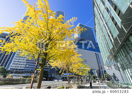 名古屋駅前　都市風景 大名古屋ビルヂング前の銀杏並木 60653283
