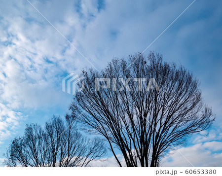空を仰ぐ冬枯れの大樹　a 60653380
