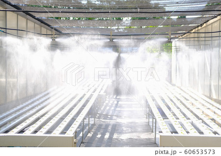 water spraying from sprinkler on lettuce vegetable water spraying from sprinkler on lettuce vegetable 60653573