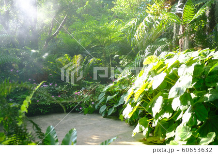 sunlight mist fog in park. foggy misty garden. sunlight mist fog in park. foggy misty garden. 60653632