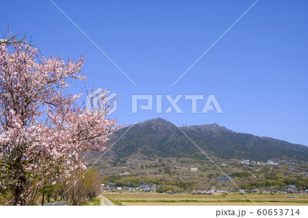つくば市の桜と筑波山 60653714