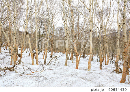 八甲田　雪中行軍遭難の地 60654430