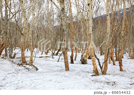 八甲田　雪中行軍遭難の地 60654432