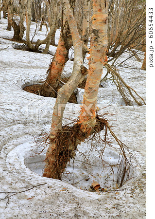 八甲田　雪中行軍遭難の地 60654433