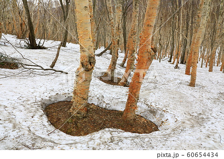 八甲田　雪中行軍遭難の地 60654434
