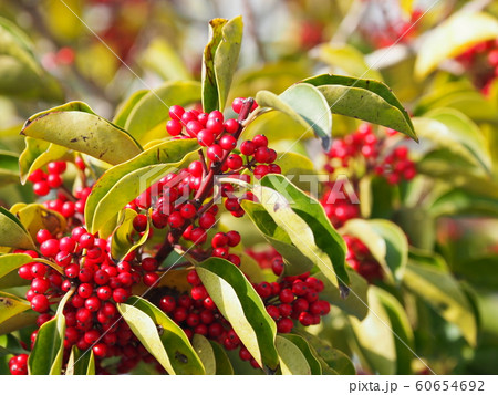 クロガネモチ(縁起物や秋のイメージに) クロガネモチ(縁起物や秋のイメージに) 60654692