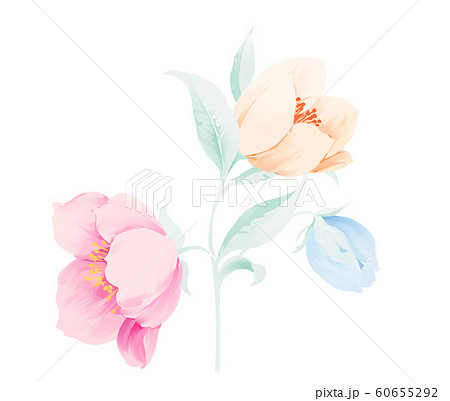 ブルーミング 開花 咲く 60655292