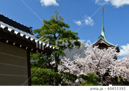 京都東山の桜 京都東山の桜 60655392