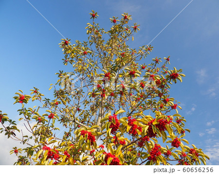 クロガネモチ(縁起物や秋のイメージに) クロガネモチ(縁起物や秋のイメージに) 60656256