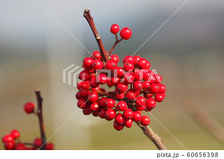 クロガネモチ（縁起物や秋のイメージに） 60656398