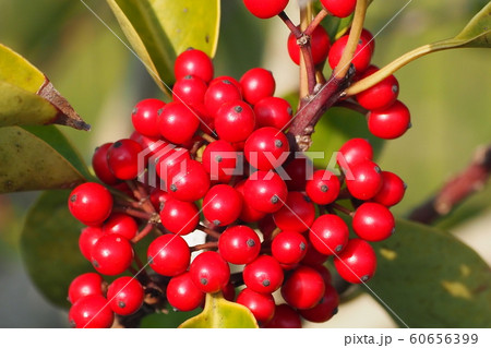 クロガネモチ（縁起物や秋のイメージに） 60656399