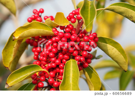 クロガネモチ（縁起物や秋のイメージに） 60656689