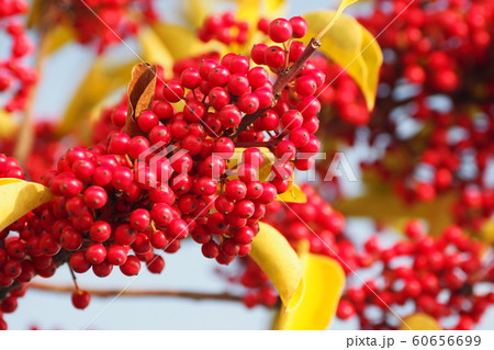 クロガネモチ(縁起物や秋のイメージに) クロガネモチ(縁起物や秋のイメージに) 60656699