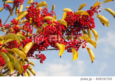 クロガネモチ(縁起物や秋のイメージに) クロガネモチ(縁起物や秋のイメージに) 60656700