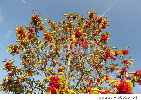 クロガネモチ（縁起物や秋のイメージに） 60656701