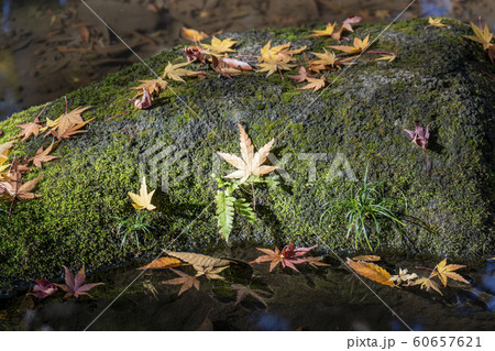 もみじの枯葉と石と水 60657621