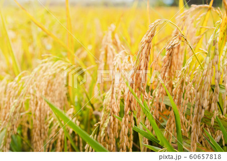 Close up of paddy rice field in morning time. Close up of paddy rice field in morning time. 60657818