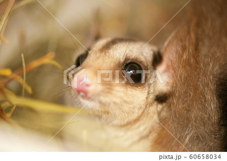 Squirrel Glider 60658034