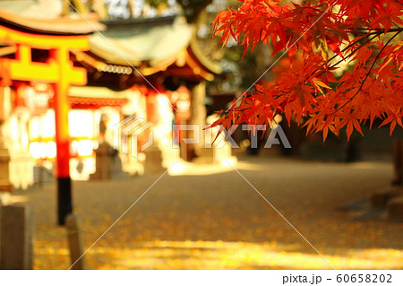 大阪・杭全神社の紅葉 60658202