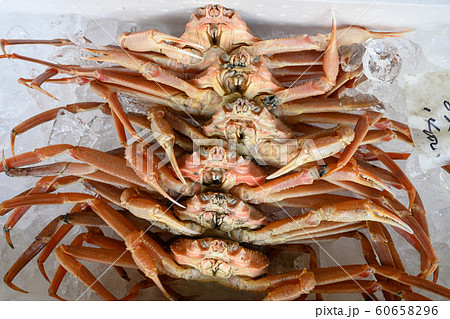 カニ・新鮮・採れたて・ズワイガニ カニ・新鮮・採れたて・ズワイガニ 60658296
