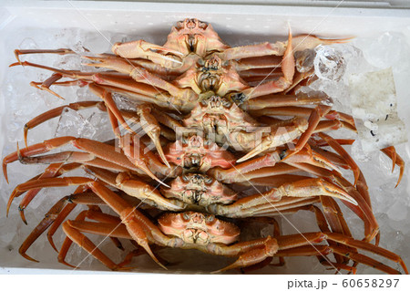 カニ・新鮮・採れたて・ズワイガニ カニ・新鮮・採れたて・ズワイガニ 60658297