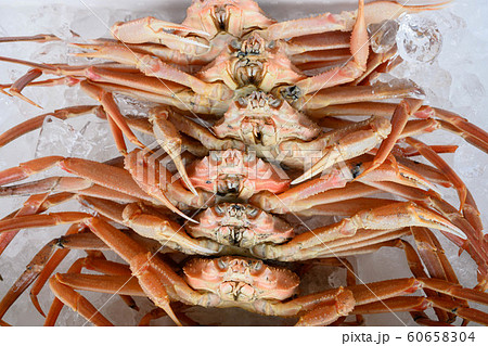 カニ・新鮮・採れたて・ズワイガニ カニ・新鮮・採れたて・ズワイガニ 60658304