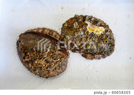 天然・新鮮・採れたて・アワビ 天然・新鮮・採れたて・アワビ 60658305