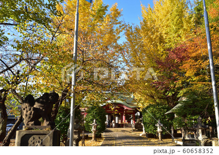 東京・市谷亀岡八幡宮の紅葉 東京・市谷亀岡八幡宮の紅葉 60658352