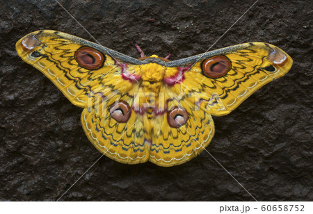 Golden Emperor Moth, Loepa katinka, Bhandardara, Maharashtra, India Golden Emperor Moth, Loepa katinka, Bhandardara, Maharashtra, India 60658752