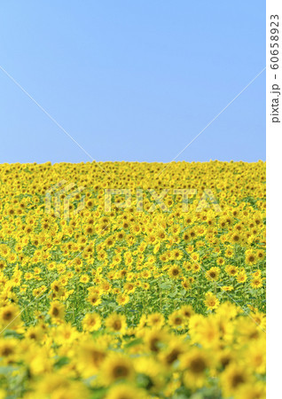 一面のひまわり畑と青空 60658923