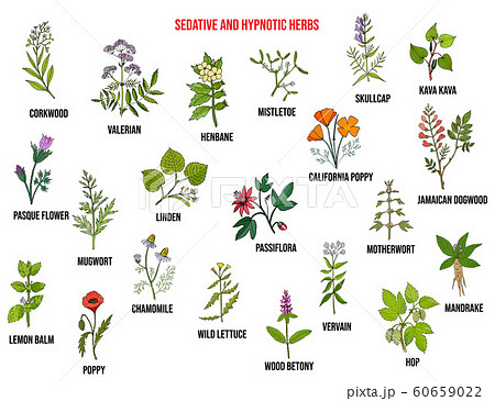 Best sedative and hypnotic herbs. Hand drawn vector set Best sedative and hypnotic herbs. Hand drawn vector set 60659022