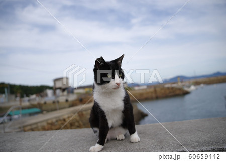 堤防に猫 60659442