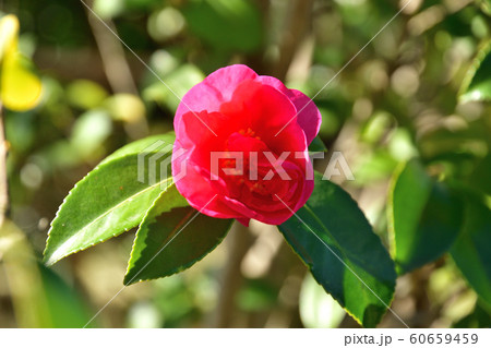 樹木:サザンカ ツバキ科 樹木:サザンカ ツバキ科 60659459