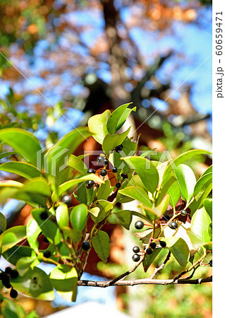 樹木：サカキ　ツバキ科 60659471